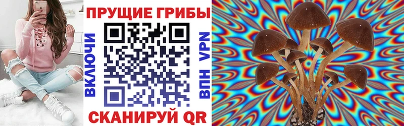 купить наркотик  Строитель  Псилоцибиновые грибы Cubensis 